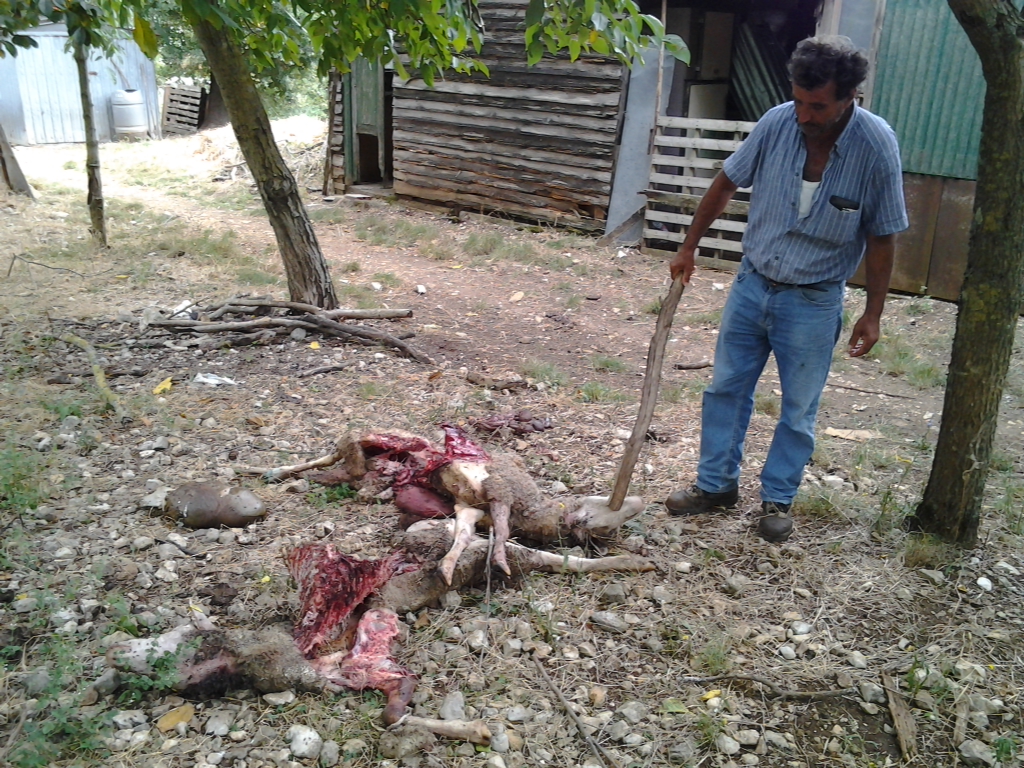 Pozzilli, lupi aggrediscono allevatore