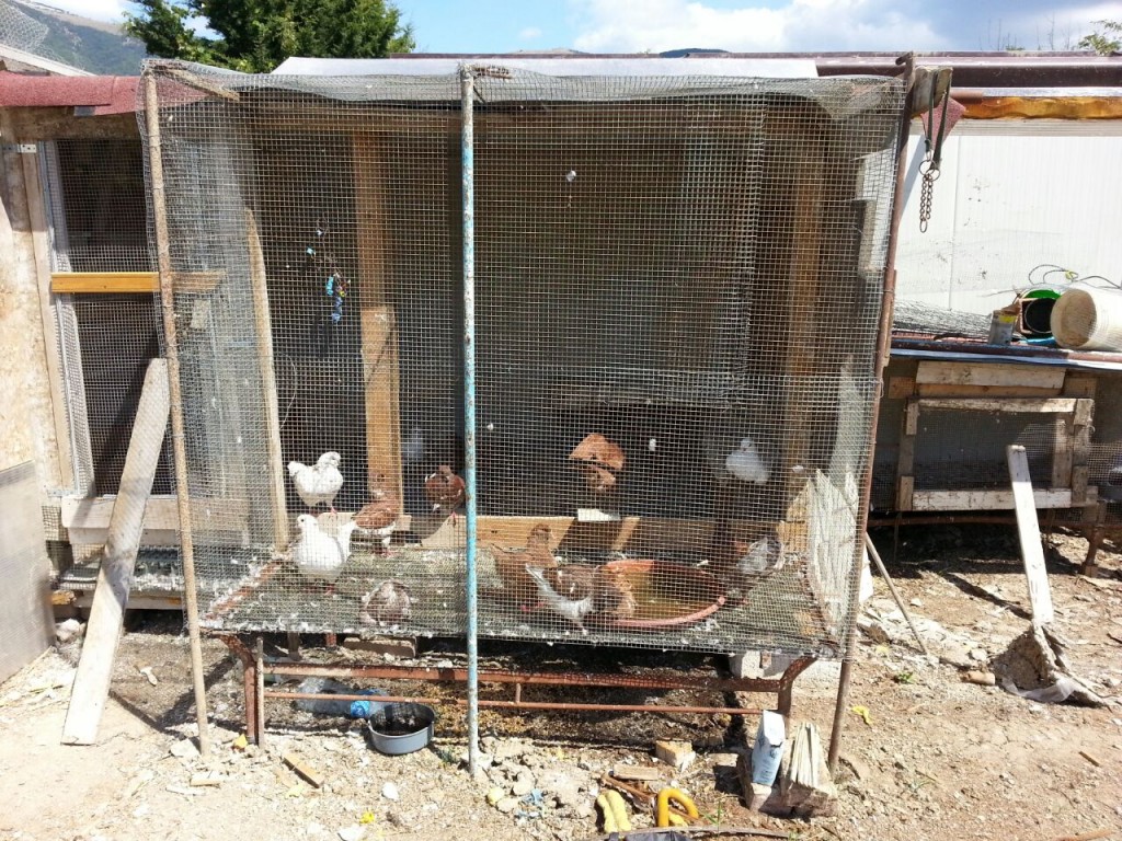 Cento colombi in condizioni disperate, denunciato rumeno