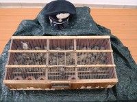 50 cardellini in gabbia: pluripregiudicato fermato a Civitanova