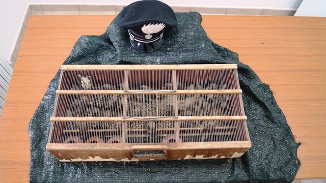 50 cardellini in gabbia: pluripregiudicato fermato a Civitanova