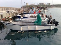 Sei settimane di fermo pesca nel mare Adriatico