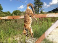 Pozzilli, ritrovata una volpe morta