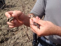 Uccellagione, denunciati due bracconieri