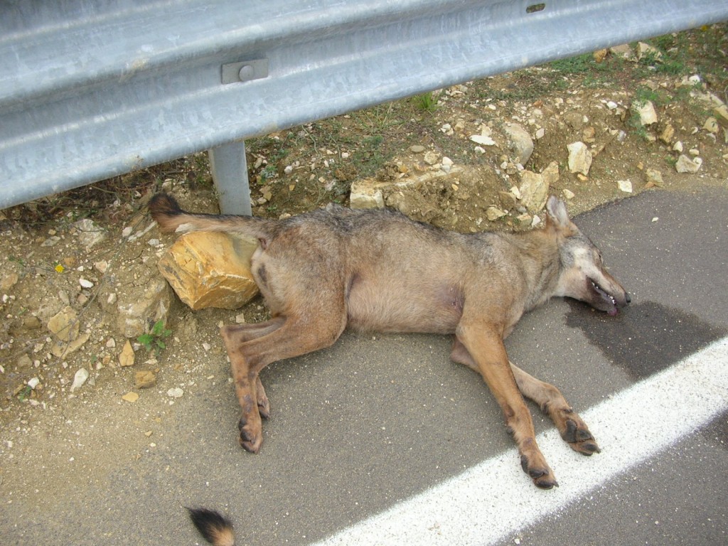 Campobasso, ritrovata una carcassa di lupo