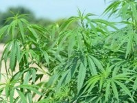 Sequestrata coltivazione di marijuana a Pesche