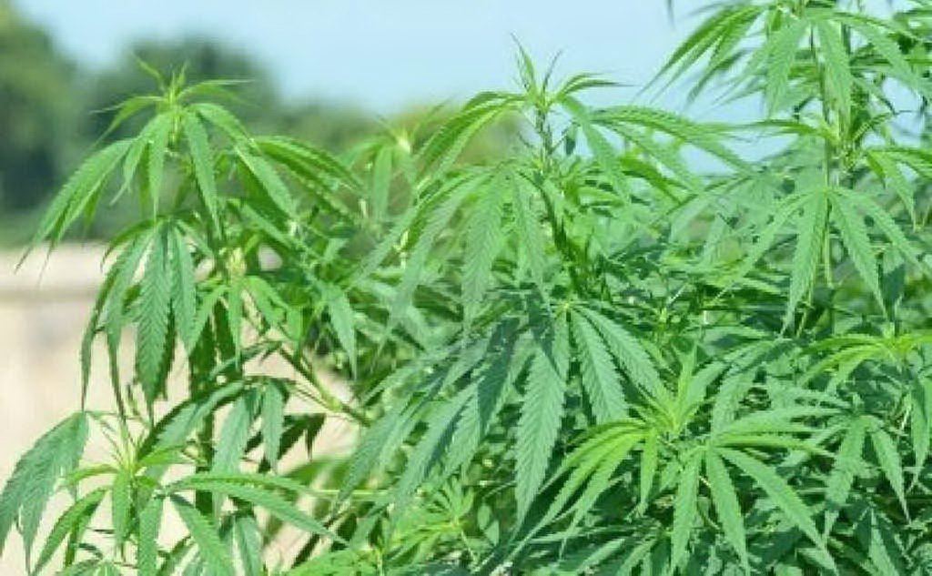 Sequestrata coltivazione di marijuana a Pesche