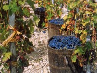 In basso Molise la vendemmia ‘tiene’ nonostante il maltempo