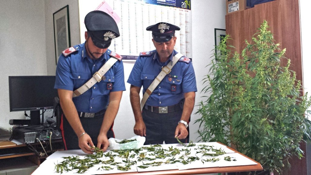Coltivavano marijuana in casa, coppia denunciata