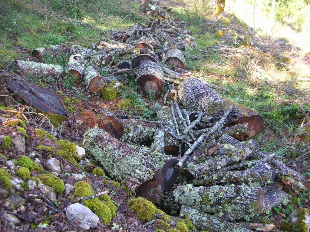 Distrugge bosco senza autorizzazioni, imprenditore nei guai