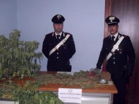 Pensionato coltiva marijuana, arrestato