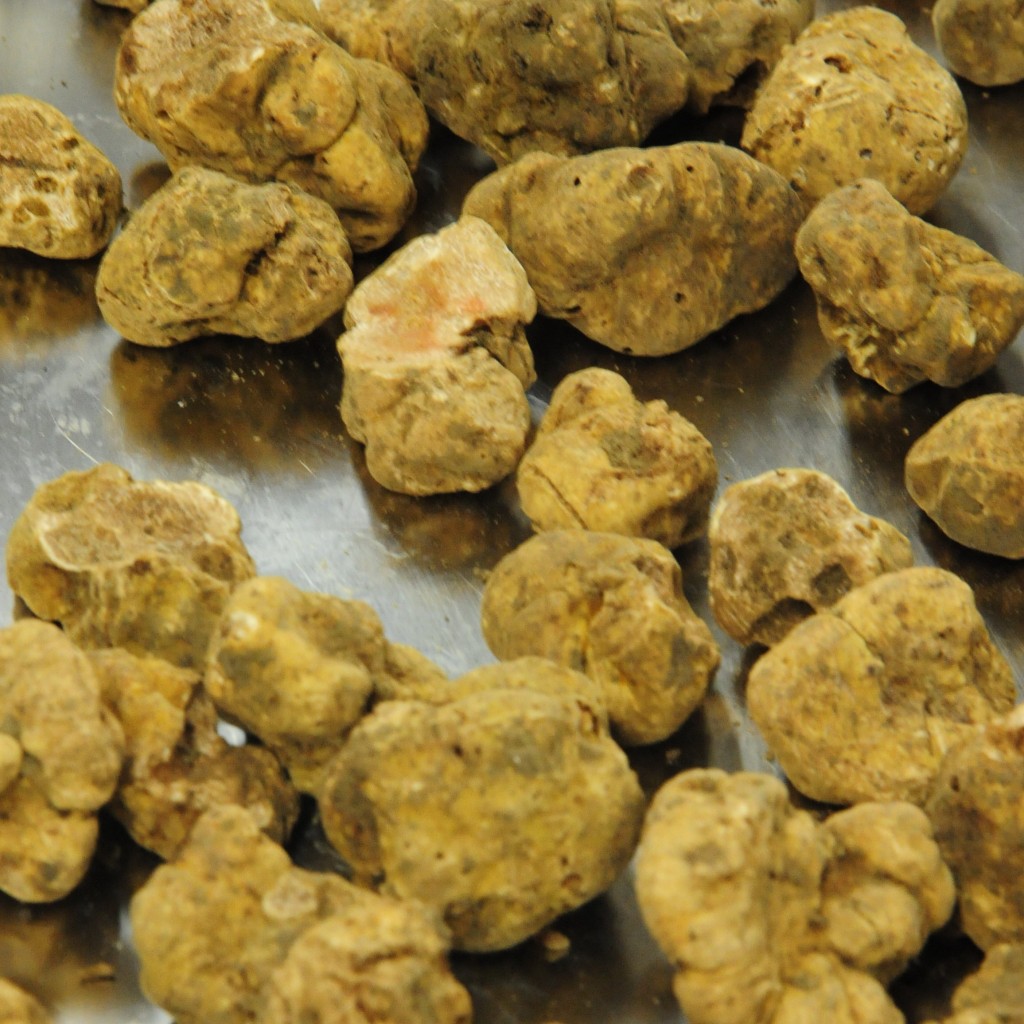 Tutela del tartufo, multe da capogiro della Forestale