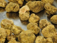 Tutela del tartufo, multe da capogiro della Forestale