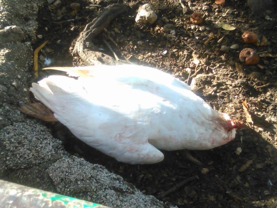 Carcassa di anatra decapitata rinvenuta in villa comunale