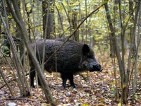 Casacalenda, cacciatore denunciato dalla Forestale