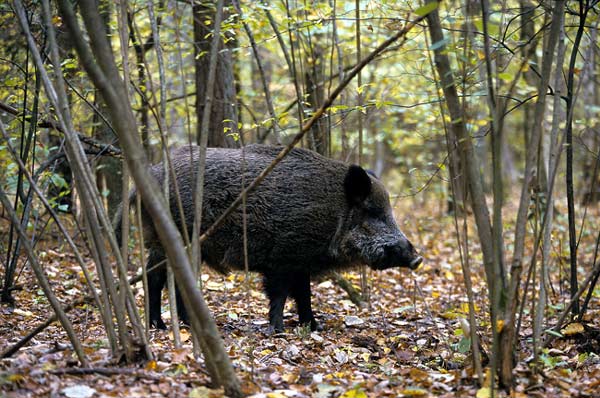 Casacalenda, cacciatore denunciato dalla Forestale