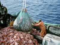 Pesca, approvata la risoluzione Venittelli