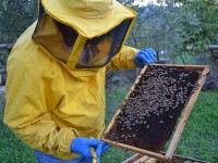 Apicoltura, la Giunta approva il programma di miglioramento