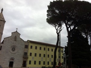 pino convento tagliato