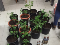 Termoli, blitz della Finanza in pieno centro: un arresto e una denuncia