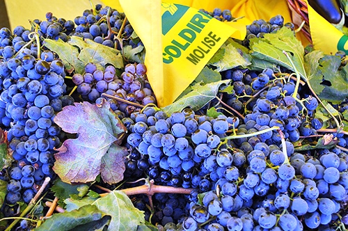 Coldiretti, chiarezza sulle nuove norme per vini Dop o Igp