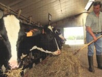 Sant’Antonio Abate, l’Ara Molise sabato a Roma