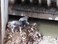 Vigili del Fuoco salvano due mucche dalla piena del Volturno