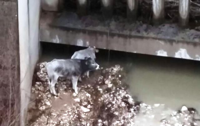 Vigili del Fuoco salvano due mucche dalla piena del Volturno