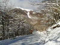 Valanga su Monte Mare travolge bosco di faggi