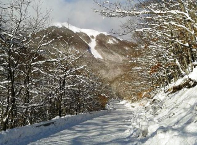 Valanga su Monte Mare travolge bosco di faggi