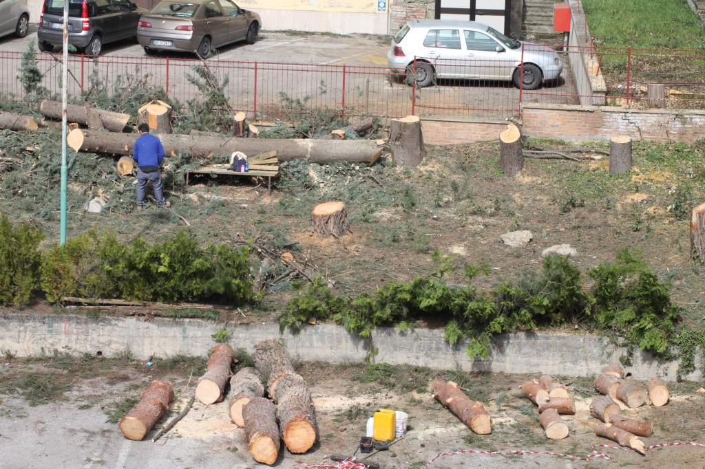 Nuovo scempio di alberi, Cretella: “Un altro fallimento dell’amministrazione Battista”
