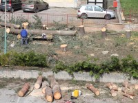 Mattanza di alberi in via Monfalcone, cittadini infuriati