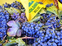 Settore vitivinicolo, Coldiretti Molise si batte per la sburocratizzazione