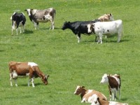 Nuova Pac, l’Ara Molise attiva