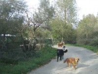 Pronto soccorso veterinario, medici e mezzi: le proposte dei 5 Stelle contro il randagismo