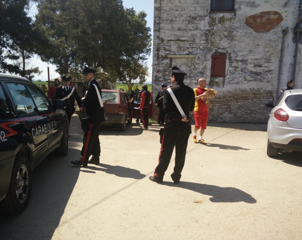 Blitz di Nas e Carabinieri nelle stalle: sequestrati i buoi delle Carresi