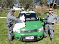 Giro di vite sugli allevamenti, tre persone denunciate dalla Forestale