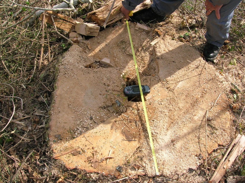 Abbatte quercia monumentale, Forestale denuncia proprietario del terreno