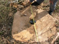 Abbatte quercia monumentale, Forestale denuncia proprietario del terreno