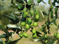 Sviluppo sostenibile del territorio, protocollo tra Unimol, comune di Venafro e parco dell’olivo