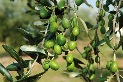 Sviluppo sostenibile del territorio, protocollo tra Unimol, comune di Venafro e parco dell’olivo