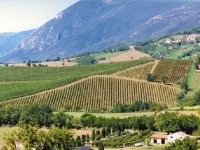 Giovedì all’Unimol l’Agronomist and Forester day