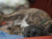 Cane seviziato e ucciso, orrore a Cercemaggiore