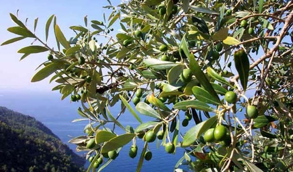 Olivicoltura molisana, mercoledì convegno a Campobasso