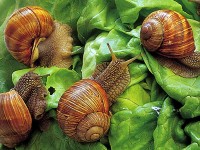 Raccoglie 22 kg di lumache, 34enne di Piedimonte Matese multata