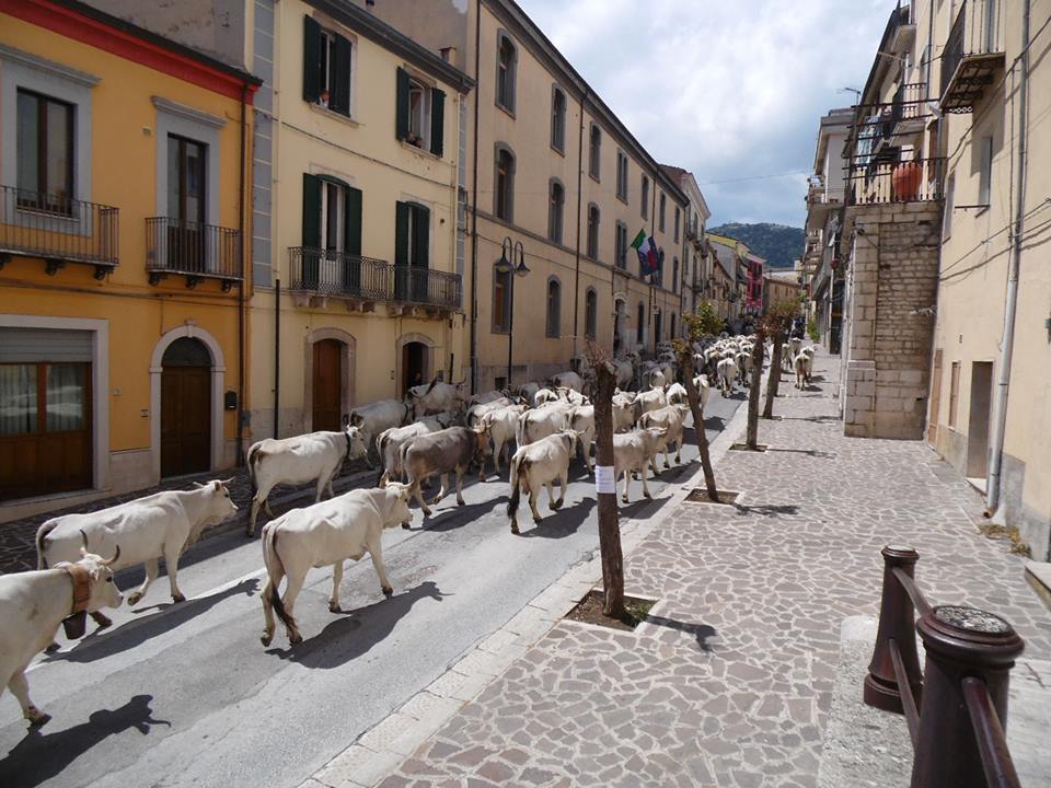 Transumanza, un evento memorabile