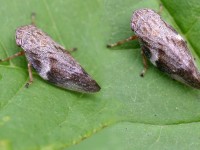 Xylella, il Molise tiene alta la guardia