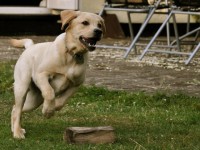 Al parco Ungaretti la prima ‘Su e giù a 4 zampe’