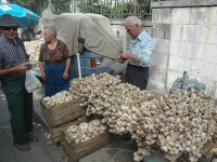 Fiera delle cipolle, novità in arrivo