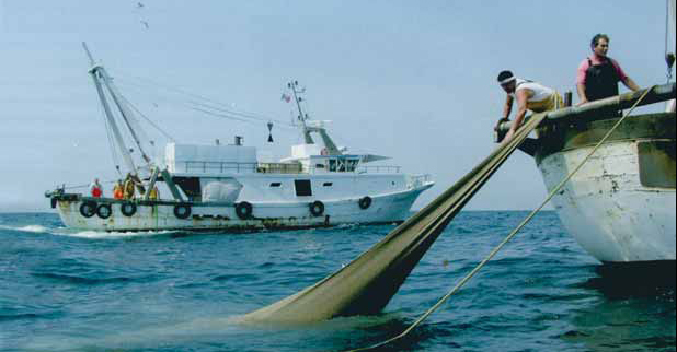 Settore ittico, altri 5 milioni per la cassa integrazione straordinaria