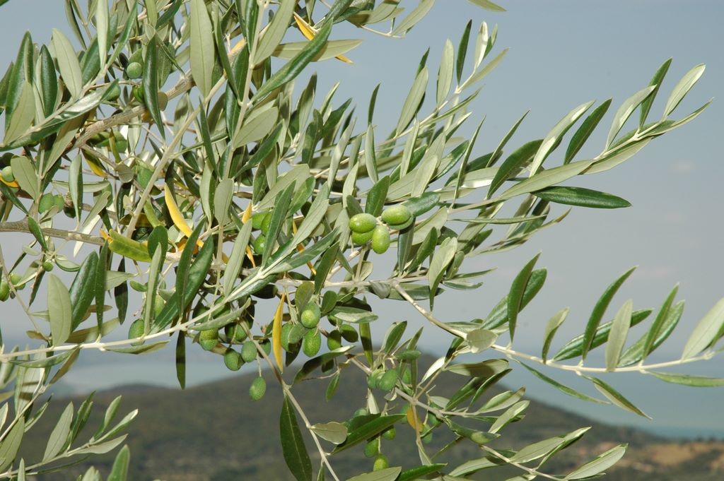 Ultra Dop Olive Oil, Molise al centro dell’interesse nell’assemblea dei frantoi